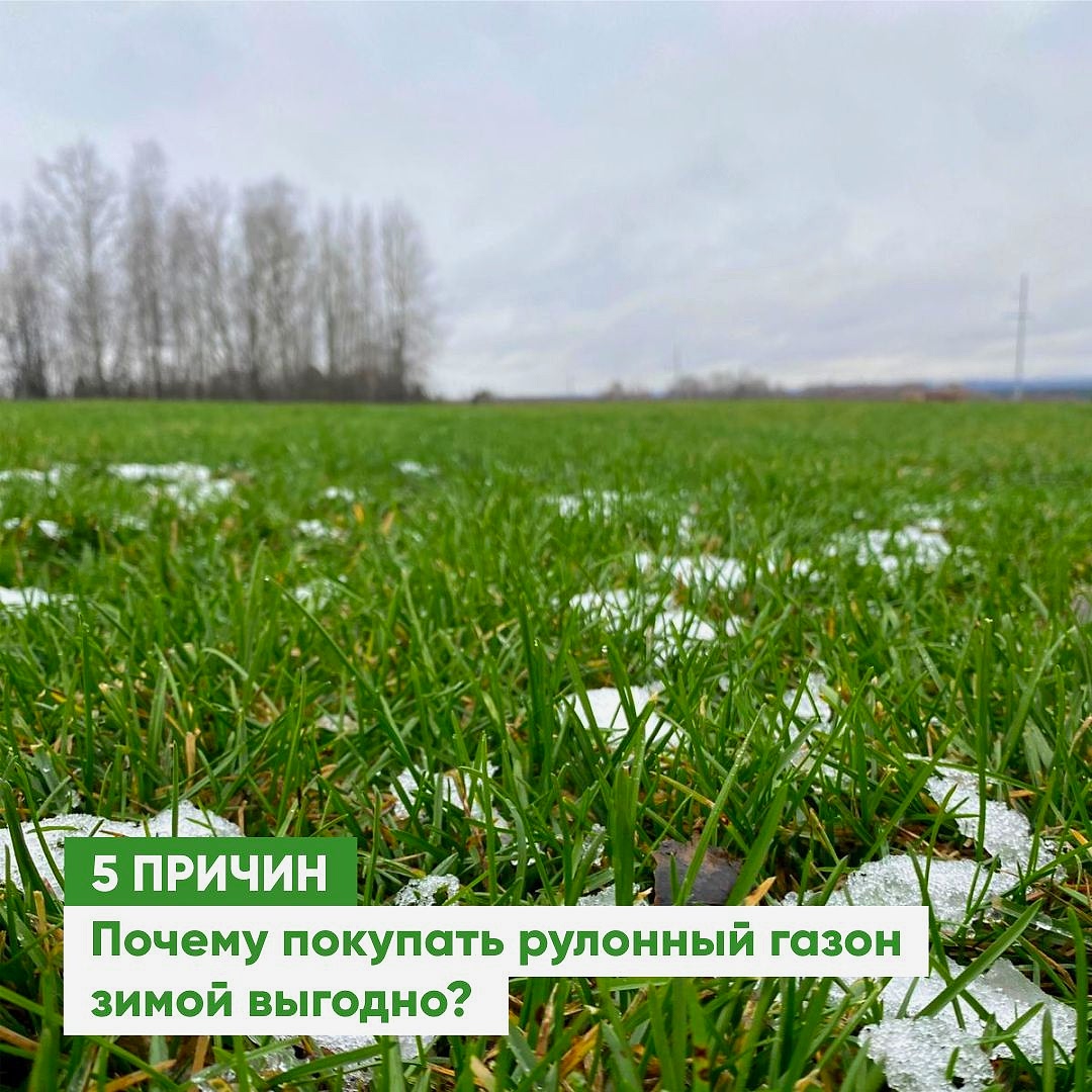 5 причин купить рулонный газон зимой! 5 причин купить рулонный газон зимой!