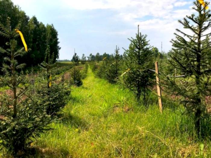 Собственный питомник крупномеров