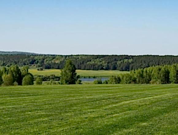 Рулонный газон в июне 2022 года