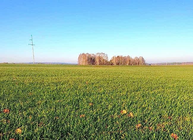 Рулонный газон в ноябре! 