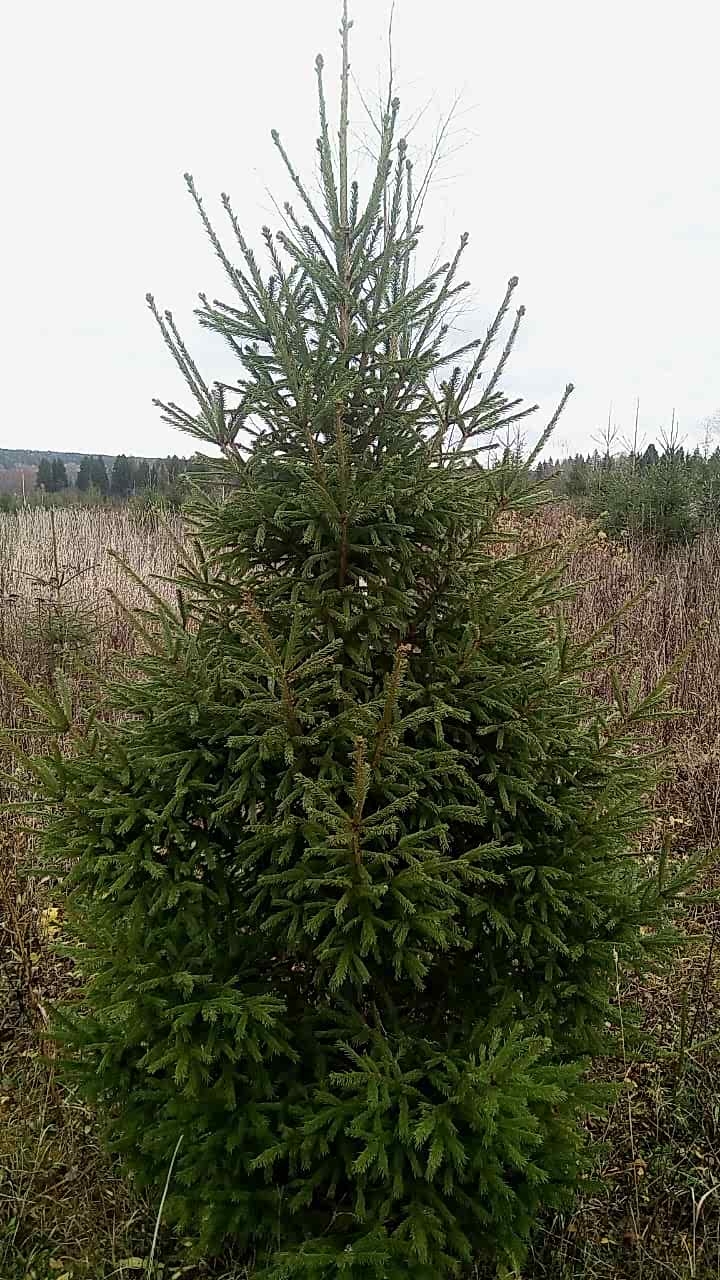 Ель обыкновенная/ Pícea ábies Ель обыкновенная/ Pícea ábies