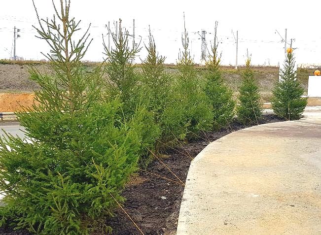 Озеленение территории отеля в Астане