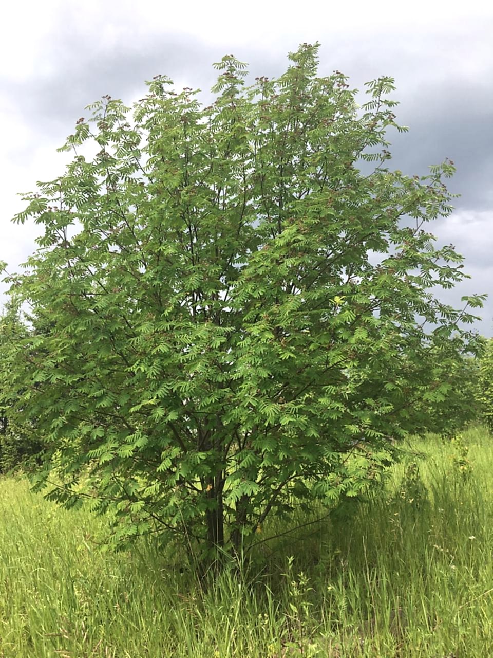 Рябина обыкновенная/ Sórbus aucupária Рябина обыкновенная/ Sórbus aucupária