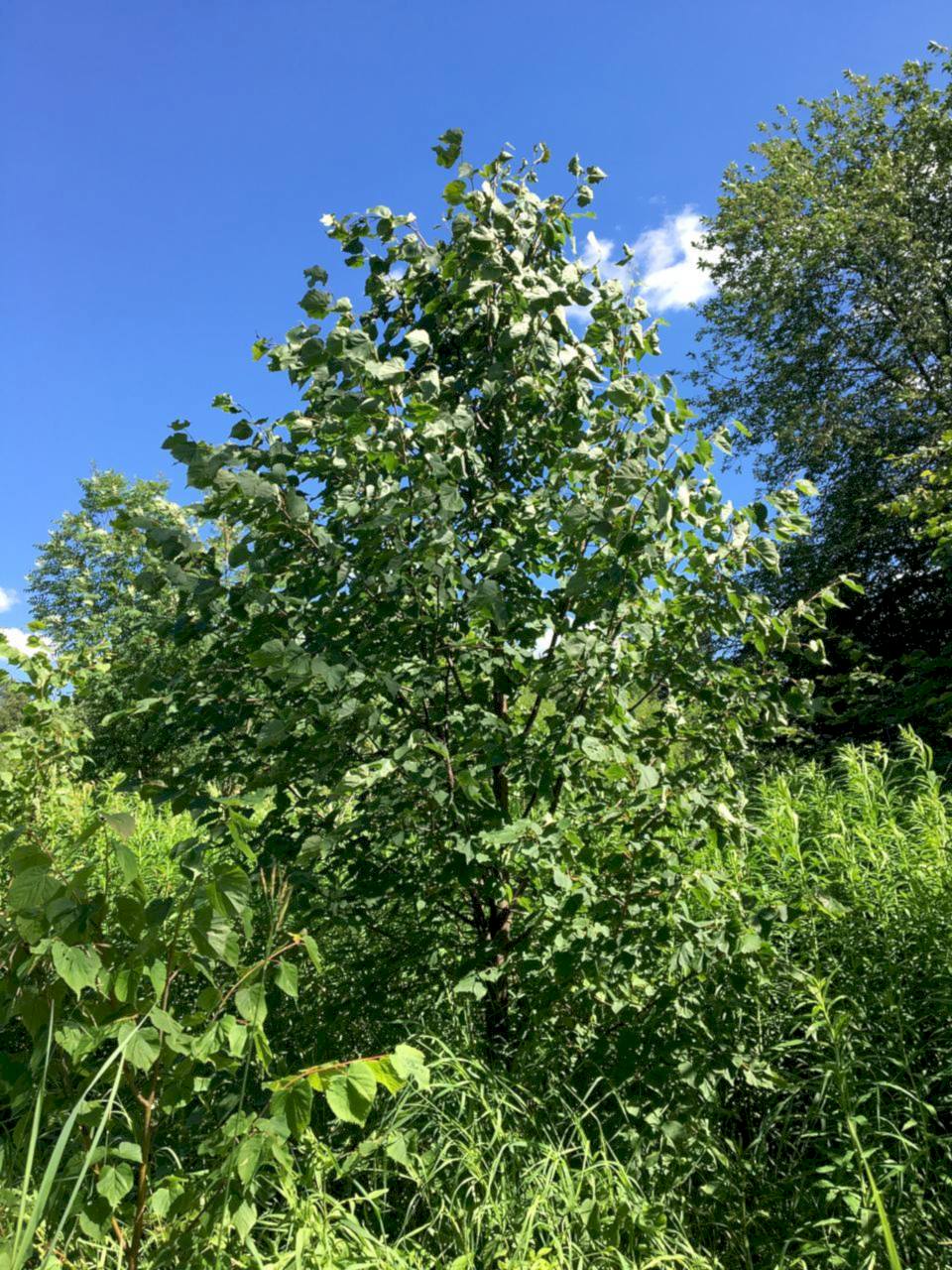 Липа мелколистная/ Tilia cordata Липа мелколистная/ Tilia cordata