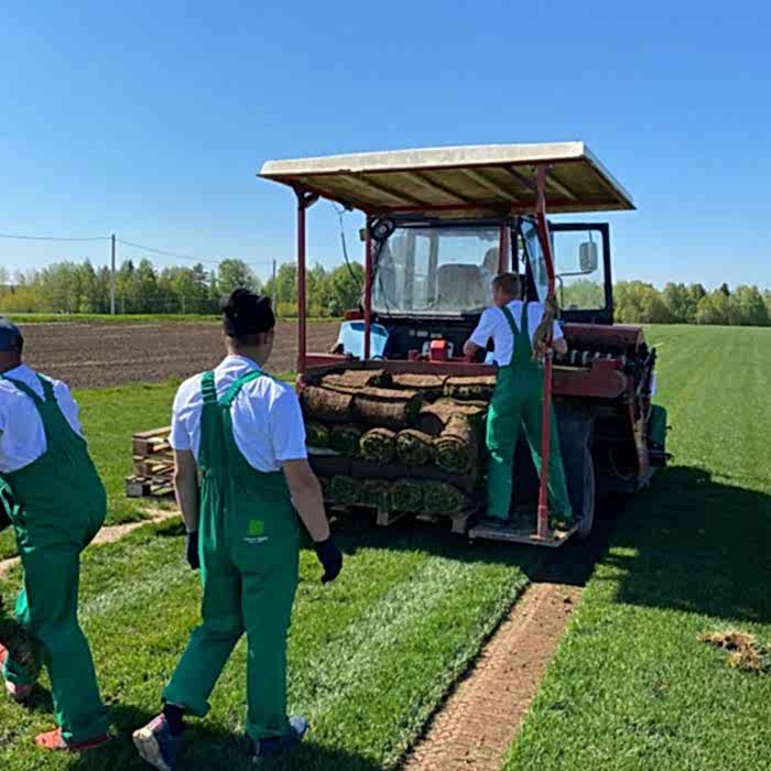 Рулонный газон на нашем производстве