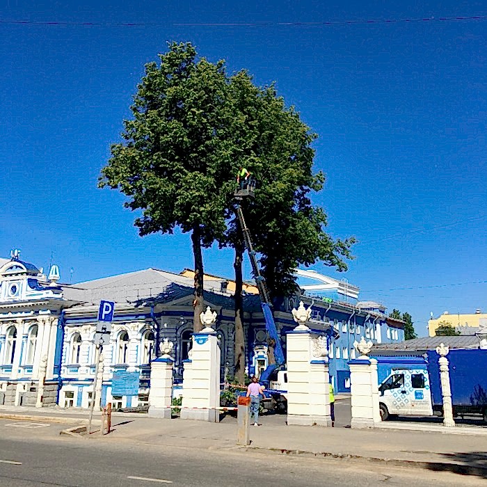 Санитарная обрезка деревьев в Алматы