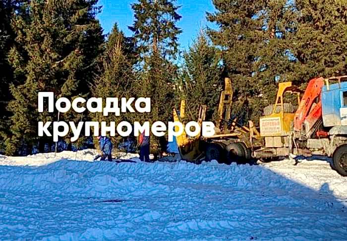 Зимняя посадка крупномеров