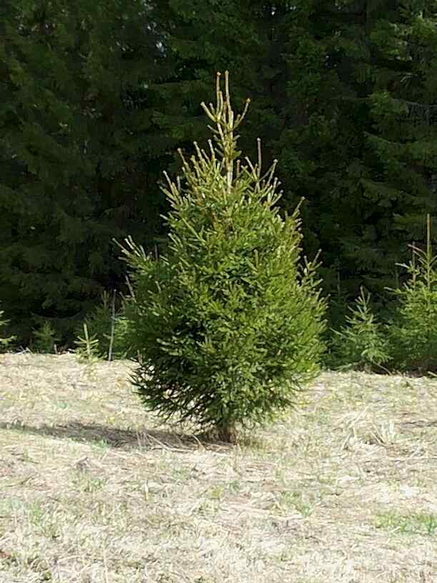 Ель обыкновенная/ Pícea ábies Ель обыкновенная/ Pícea ábies