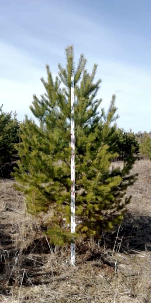 Сосна обыкновенная/ Pinus silvestris Сосна обыкновенная/ Pinus silvestris