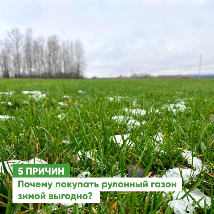 5 причин купить рулонный газон зимой! 5 причин купить рулонный газон зимой!