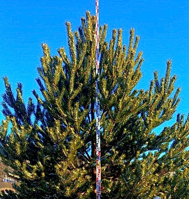 Поставляем крупномеры Ели и Сосны качества «Премиум»