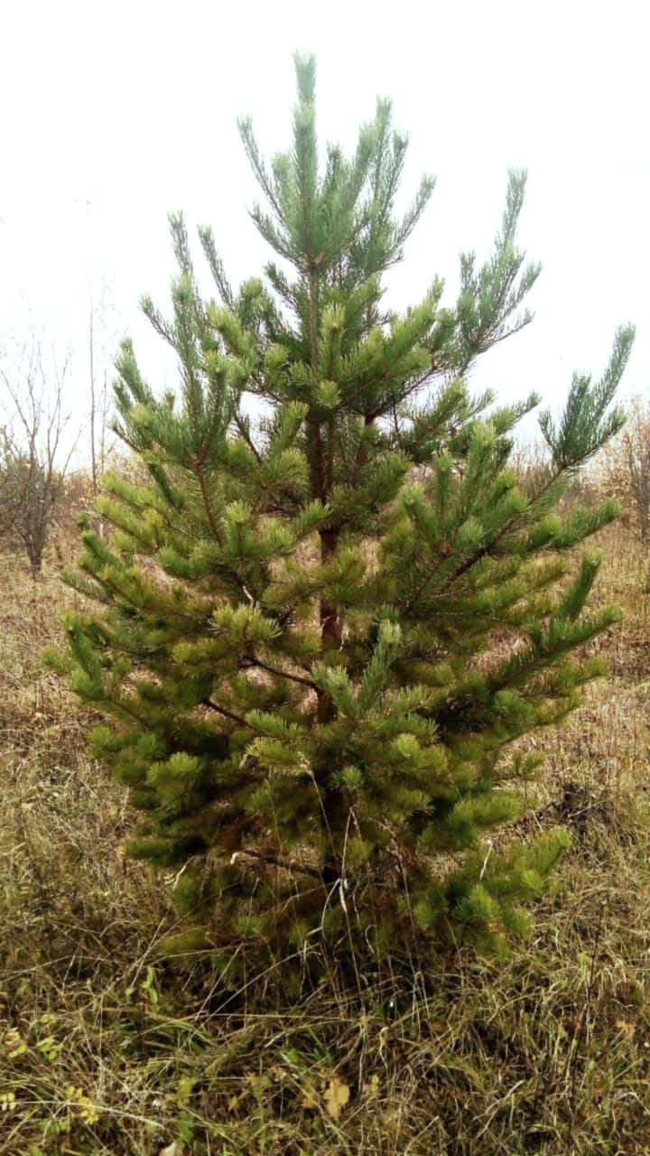 Сосна обыкновенная/ Pinus silvestris Сосна обыкновенная/ Pinus silvestris