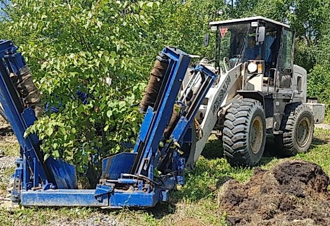 Спасаем липы! 