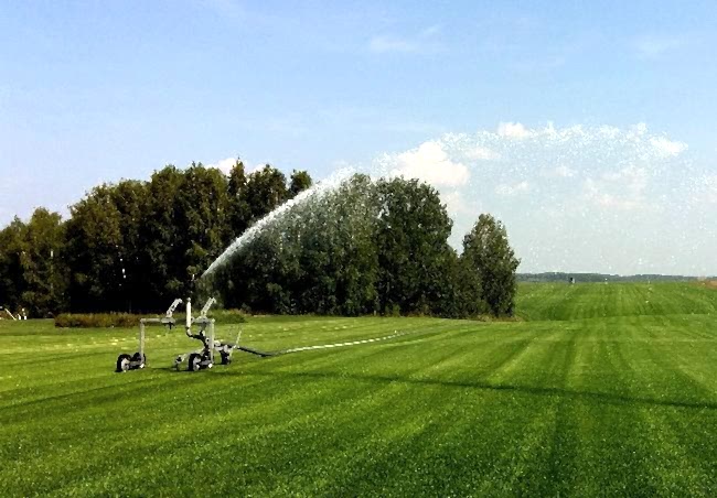 Рулонный газон от производителя