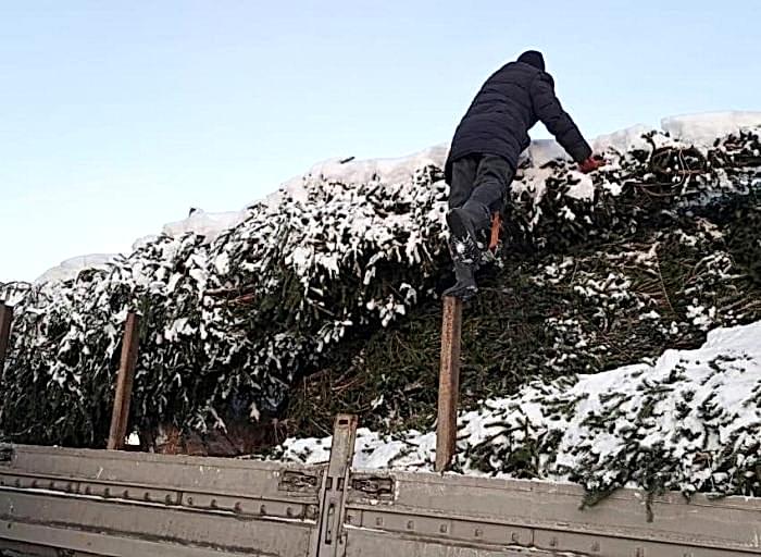 Зимняя посадка крупномеров на частной территории