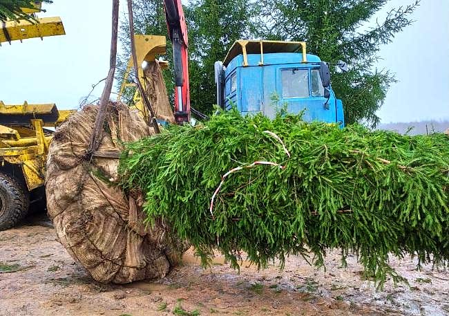 Копаем крупномерные деревья 