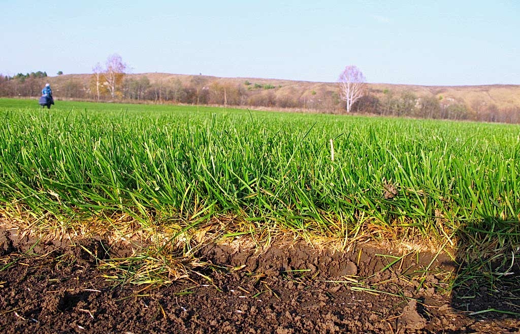 Производство рулонного газона !IMG_7883.JPG