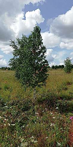 Береза бородавчатая/ Betula péndula Береза бородавчатая/ Betula péndula