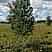 Береза бородавчатая/ Betula péndula Береза бородавчатая/ Betula péndula