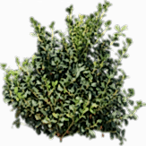 Кустарники