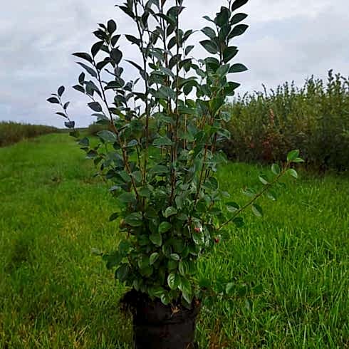 Кизильник блестящий 60-80 см Кизильник блестящий 60-80 см