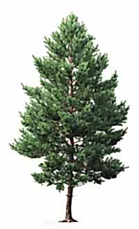 Сосна обыкновенная/ Pinus silvestris