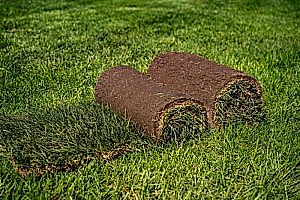 Рулонный газон «Премиум» от 200 до 400 м2