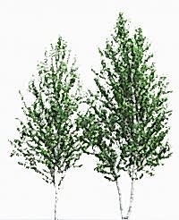 Береза бородавчатая/ Betula péndula