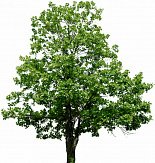 Лиственные деревья