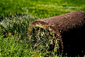 Рулонный газон «Премиум» до 200 м2