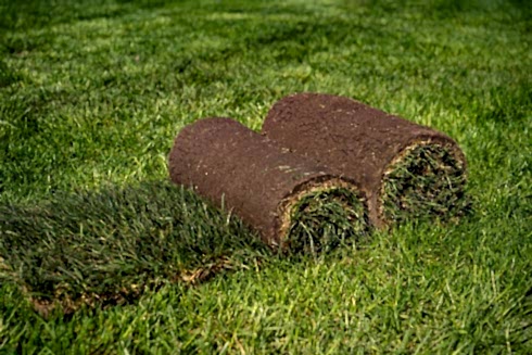 Рулонный газон «Премиум» от 200 до 400 м2