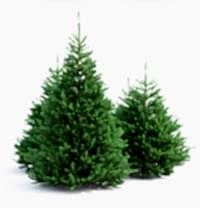 Ель обыкновенная/ Pícea ábies