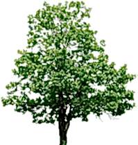 Липа мелколистная/ Tilia cordata