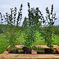 Кизильник блестящий 80-100 см