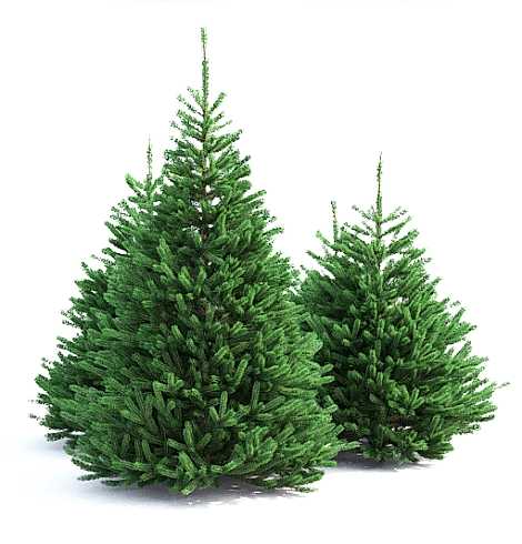 Ель обыкновенная/ Pícea ábies Ель обыкновенная/ Pícea ábies