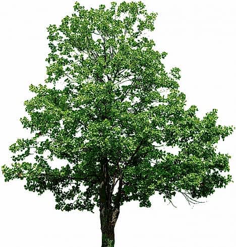 Липа мелколистная/ Tilia cordata Липа мелколистная/ Tilia cordata