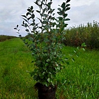 Кизильник блестящий 60-80 см