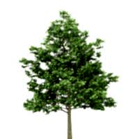 Клен остролистный/ Acer platanoides