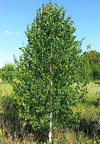 Береза бородавчатая/ Betula péndula Береза бородавчатая/ Betula péndula