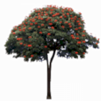 Рябина обыкновенная/ Sórbus aucupária