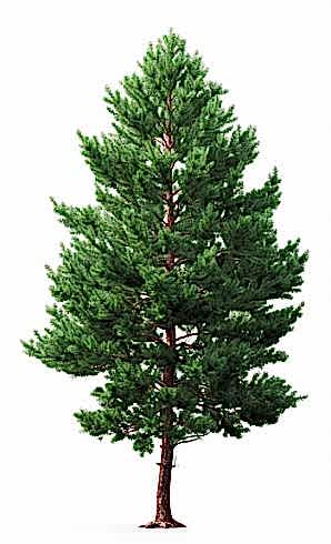 Сосна обыкновенная/ Pinus silvestris Сосна обыкновенная/ Pinus silvestris