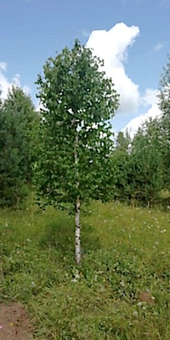 Береза бородавчатая/ Betula péndula Береза бородавчатая/ Betula péndula