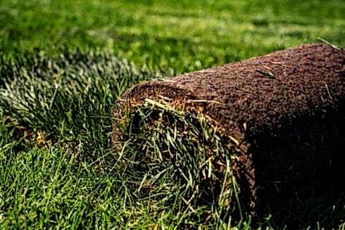 Рулонный газон «Премиум» до 200 м2