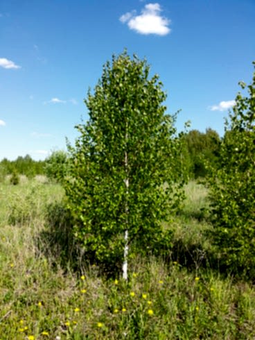 Береза бородавчатая/ Betula péndula Береза бородавчатая/ Betula péndula