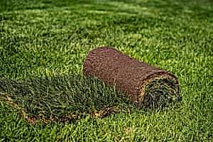 Рулонный газон «Стандарт» до 200 м2