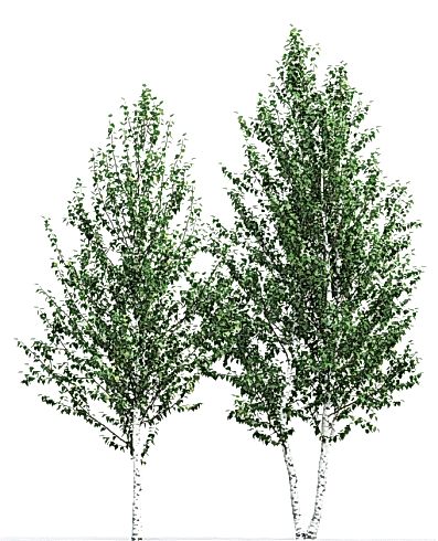 Береза бородавчатая/ Betula péndula Береза бородавчатая/ Betula péndula