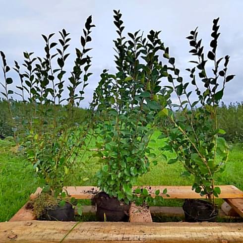 Кизильник блестящий 80-100 см Кизильник блестящий 80-100 см