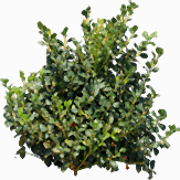 Кизильник блестящий