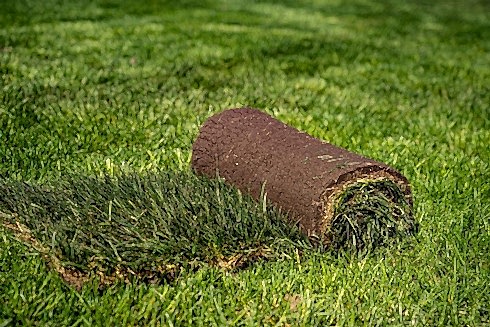 Рулонный газон «Стандарт» до 200 м2