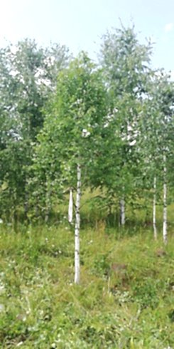 Береза бородавчатая/ Betula péndula Береза бородавчатая/ Betula péndula